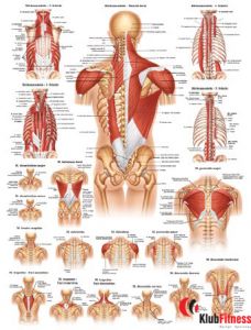 Anatomia człowieka MIĘŚNIE RAMION I PLECÓW MĘŻCZYZNY poster 50x70cm