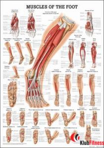 Anatomia człowieka MIĘŚNIE STOPY poster 50x70cm