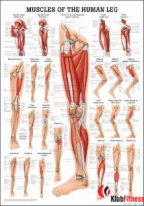 Anatomia człowieka MIĘŚNIE NOGI poster 50x70cm