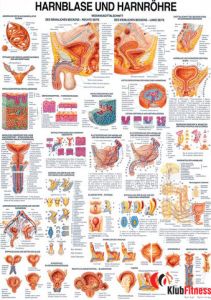Anatomia człowieka PĘCHERZ MOCZOWY I CEWKA MOCZOWA poster 70x100 cm