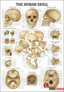 Anatomia człowieka CZASZKA CZŁOWIEKA poster 70x100 cm