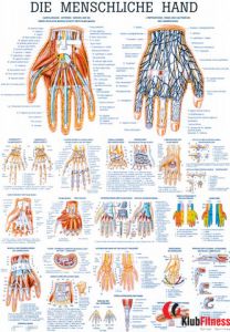 Anatomia człowieka DŁOŃ CZŁOWIEKA poster 70x100 cm