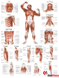 Anatomia człowieka UKŁAD MIĘŚNIOWY MĘŻCZYZNY PRZÓD poster 70x100cm