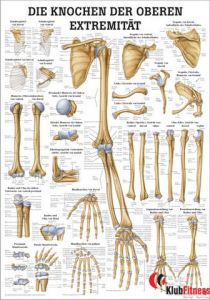 Anatomia człowieka KOŚCI KOŃCZYNY GÓRNEJ CZŁOWIEKA poster 50x70cm