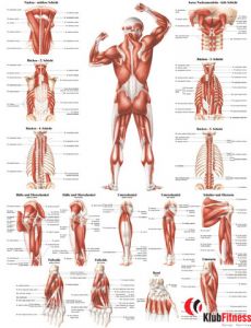 Anatomia człowieka UKŁAD MIĘŚNIOWY MĘŻCZYZNY TYŁ poster 70x100cm